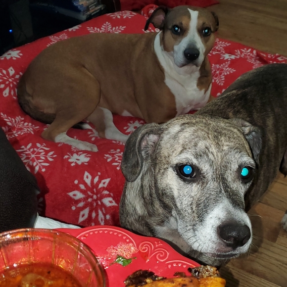 🐾my babies🐾 - Picture 4 of 11